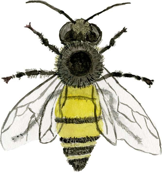 Bumble Bee Print