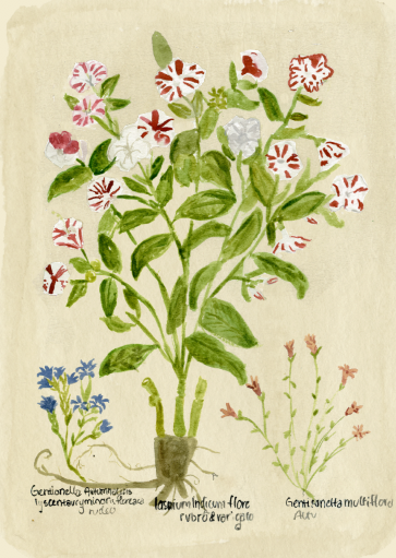 The November Flower Print