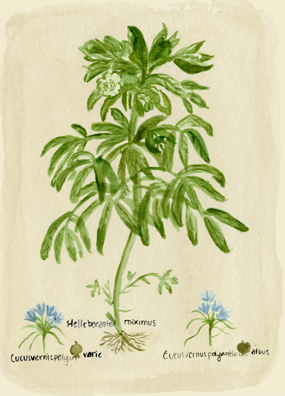 The January Flower Print