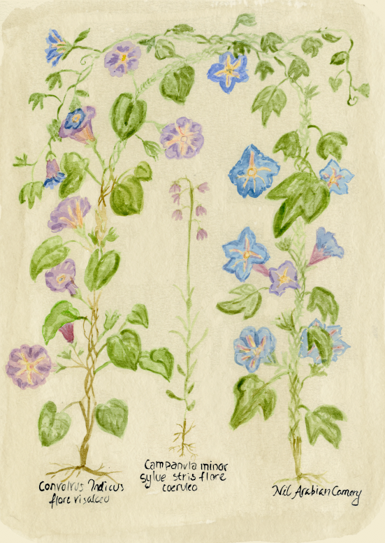 The July Flower Print